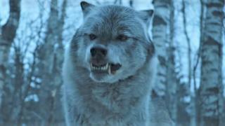 Cap de jumătate de metru al unui lup gigantic, descoperit aproape intact de cercetători