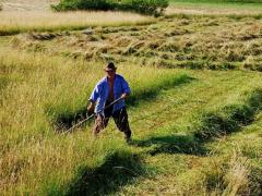 Un bătrân din Dumbrava Roşie a cosit până a murit. Două zile a muncit la fân, fără oprire