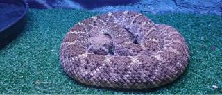 Turista străină urmează să fie transferată cu elicopterul la Bucureşti