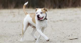 Dosar penal, după ce un câine a muşcat un bărbat