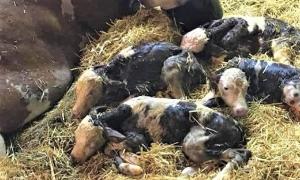 Locuitorii din Baba Novac uluiţi, după ce o vacă a fătat 4 viţei