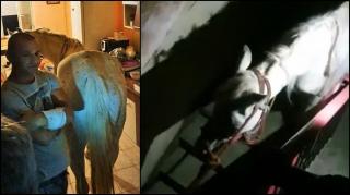 Un bărbat din Satu Mare îşi ţine calul în apartament, vecinii au chemat poliţia (Video)