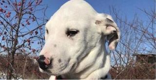 Noi stăpâni ai câinelui acuză că acesta vrea să-i muşte constant