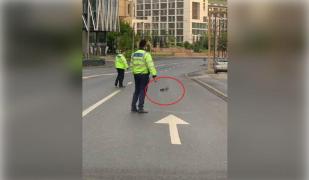 Răţuşte escortate de poliţişti, pe o stradă din Cluj-Napoca