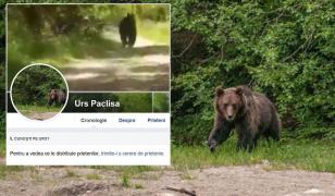 Un urs cu cont de Facebook este căutat de autorităţi, în Alba