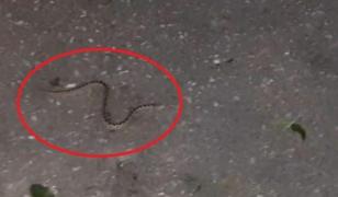 Copil de 13 ani muşcat de o viperă în faţa blocului, în Deva