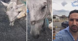 Calul bătut de proprietari în Ilfov