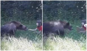 Urs hranit pe marginea drumului