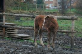 Cal snopit în bătaie în Ilfov