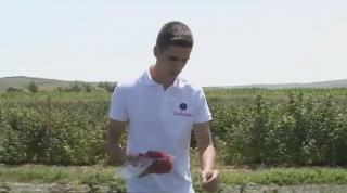 Tânărul culege zmeură