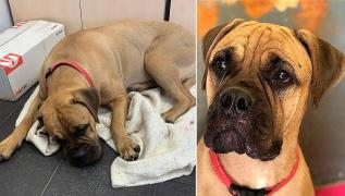 Cățelușa Maru după ce a fost găsită