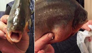 Peştele Pacu este înrudit cu piranha şi a fost prins în barajul Firiza din Baia Mare