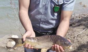 Românul a anunţat că nu plăteşte amenda