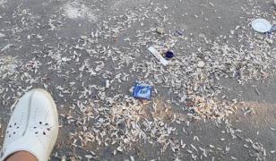 Femeie cu copil în braţe, amendă uriaşă pentru seminţe în Arad