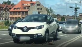 Pui de raţă ucis pe trecere