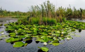 Delta Dunării, un rezervor de viață al planetei, conservat pentru copiii copiilor noștri