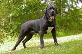 Un bărbat a murit la Suceava, după ce un câine cane corso i-a smuls mâna, în timp ce îl hrănea