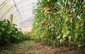 Cum poți combate bolile culturii de tomate