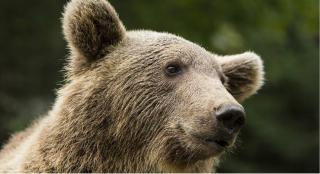 Copiii atacaţi de urs, internaţi la Spitalul Judeţean Sibiu