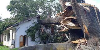 Doi plopi seculari au strivit clădirea Portul cultural Cetate