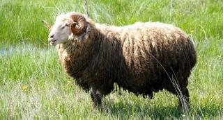 Bărbat atacat şi ucis de un berbec furios, la Alba