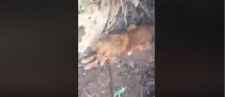 Pompierii au făcut eforturi pentru a salva numeroase animale