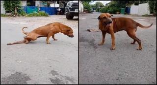 Un cățel se preface că are un picior rupt, pentru a primi mâncare