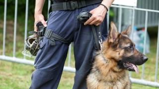 Tinerii evadați din Timis, depistați în Olt