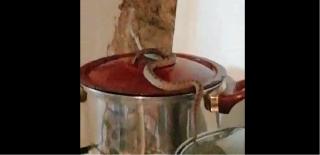 Localnicii se plâng că zona a fost invadată de şopârle