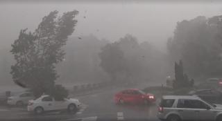 Copacul rupt de furtuna din Brașov