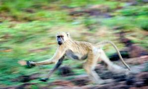 Maimuţă evadată dintr-o curte, autorităţile o caută prin oraş: "Nu vă apropiaţi de ea, este periculoasă" (Video)