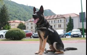 Câinii poliţişti, noii colegi ai patrulelor de poliţie din Braşov (Video)
