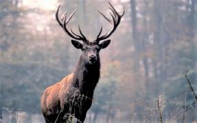 Un superb exemplar de cerb, găsit decapitat într-o pădure din Suceava