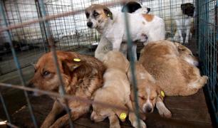 Englezii au fost găsiţi vinovaţi de cruzime împotriva animalelor