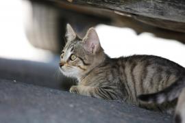 Adolescentă de 16 ani lovită de maşină, la Cluj, după ce a salvat o pisică din mijlocul şoselei