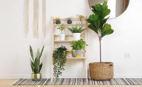 Descopera avantajele unui decor cu arbusti ornamentali