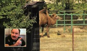 Cămilă filmată pe proprietatea lui Nuţu Cămătaru, în Ferentari (Video)