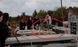 Câinele unui bărbat înmormântat la Satu Mare i-a rămas alături, lângă mormânt