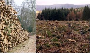 Defrişare ilegală uriaşă în Bistrita-Năsăud. 3.300 de arbori tăiaţi, pădurarul ar fi declarat că nu există probleme