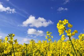 Cum îți ferești culturile de toamnă de atacurile bolilor și dăunătorilor