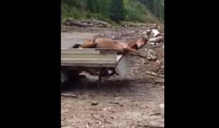 Cal rănit, momeală pentru urşi