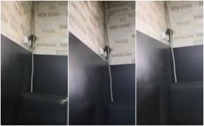 Şobolanul stă căţărat pe perete şi se uită la clienţi