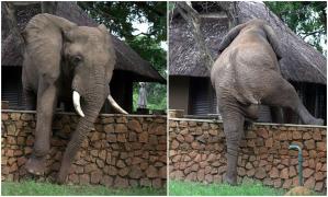 Captură video cu elefantul