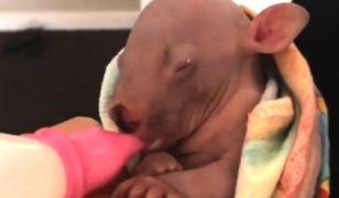 Pui de wombat salvat din incendiile din Australia