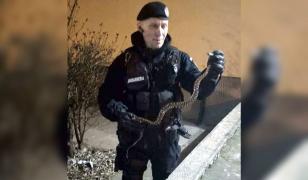 Şarpe prins de jandarmi într-un bloc din Constanţa