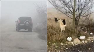 Un şofer ar fi aruncat din maşină o pisică neajutorată, care a ajuns în câteva secunde hrană pentru maidanezi