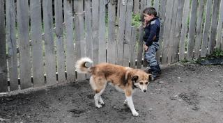 Doi câini au fost împuşcaţi în curtea unei case din Belceşti, Iaşi