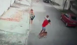 Copil atacat de un pitbull, salvat de un tânăr