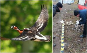 Gâscă rară ucisă de un brăilean