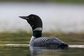 Maltezii au vânat mai mulţi cufundari